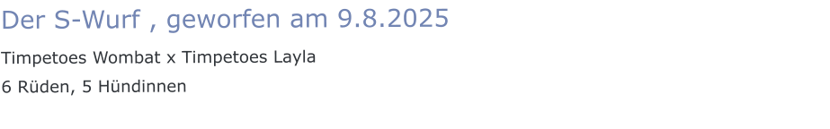 Der S-Wurf , geworfen am 9.8.2025 Timpetoes Wombat x Timpetoes Layla 6 Rüden, 5 Hündinnen