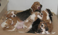 Basset Babies