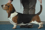 Basset Schau