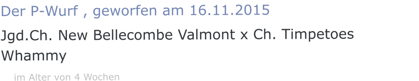 Der P-Wurf , geworfen am 16.11.2015 Jgd.Ch. New Bellecombe Valmont x Ch. Timpetoes Whammy    im Alter von 4 Wochen