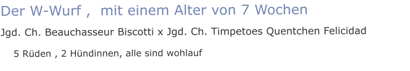 Der W-Wurf ,  mit einem Alter von 7 Wochen Jgd. Ch. Beauchasseur Biscotti x Jgd. Ch. Timpetoes Quentchen Felicidad    5 Rüden , 2 Hündinnen, alle sind wohlauf