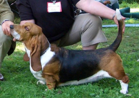 Basset Impetus