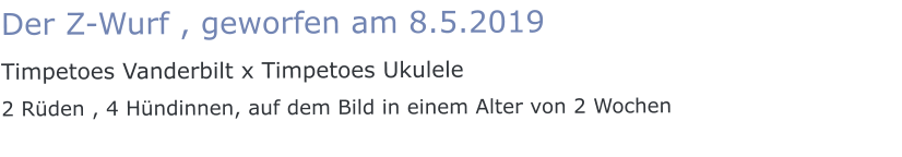 Der Z-Wurf , geworfen am 8.5.2019  Timpetoes Vanderbilt x Timpetoes Ukulele 2 Rüden , 4 Hündinnen, auf dem Bild in einem Alter von 2 Wochen