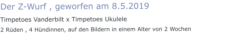 Der Z-Wurf , geworfen am 8.5.2019  Timpetoes Vanderbilt x Timpetoes Ukulele 2 Rüden , 4 Hündinnen, auf den Bildern in einem Alter von 2 Wochen