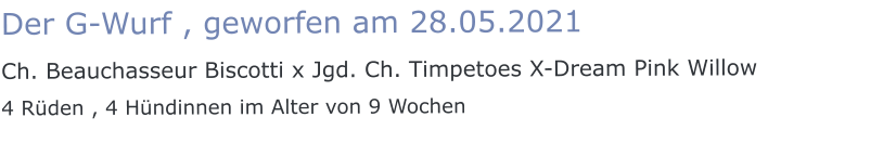 Der G-Wurf , geworfen am 28.05.2021 Ch. Beauchasseur Biscotti x Jgd. Ch. Timpetoes X-Dream Pink Willow 4 Rüden , 4 Hündinnen im Alter von 9 Wochen