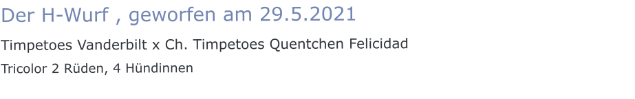 Der H-Wurf , geworfen am 29.5.2021 Timpetoes Vanderbilt x Ch. Timpetoes Quentchen Felicidad Tricolor 2 Rüden, 4 Hündinnen