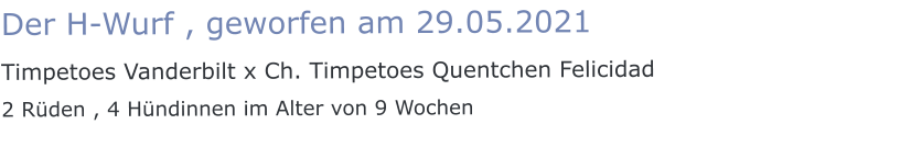 Der H-Wurf , geworfen am 29.05.2021 Timpetoes Vanderbilt x Ch. Timpetoes Quentchen Felicidad 2 Rüden , 4 Hündinnen im Alter von 9 Wochen